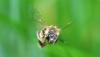 Lasioglossum sp.
